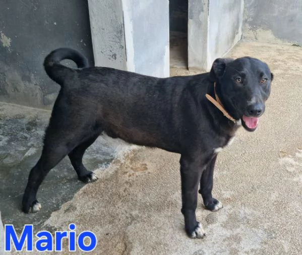 Mario  simil labrador dolce e coccolone | Foto 1