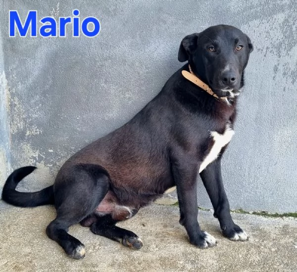 Mario  simil labrador dolce e coccolone | Foto 0