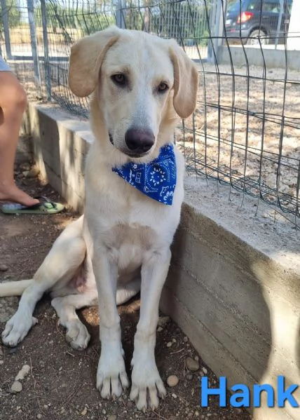 Hank  cucciolone simil labrador cerca casa | Foto 6