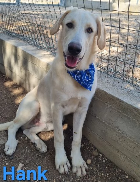 Hank  cucciolone simil labrador cerca casa