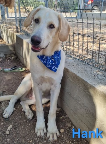 Hank  cucciolone simil labrador cerca casa | Foto 5