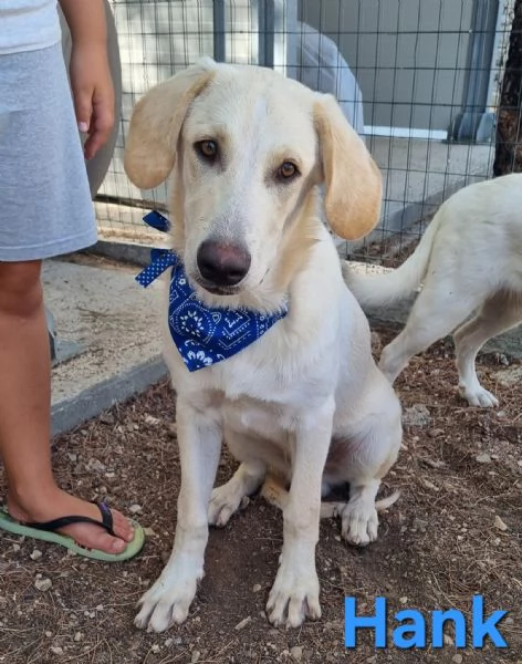 Hank  cucciolone simil labrador cerca casa | Foto 4