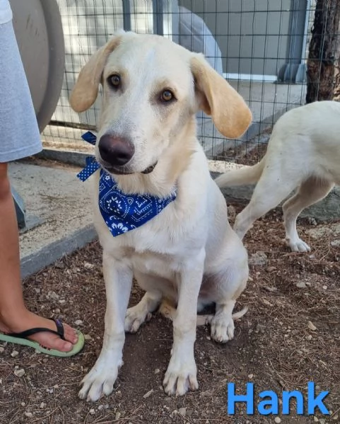 Hank  cucciolone simil labrador cerca casa | Foto 3
