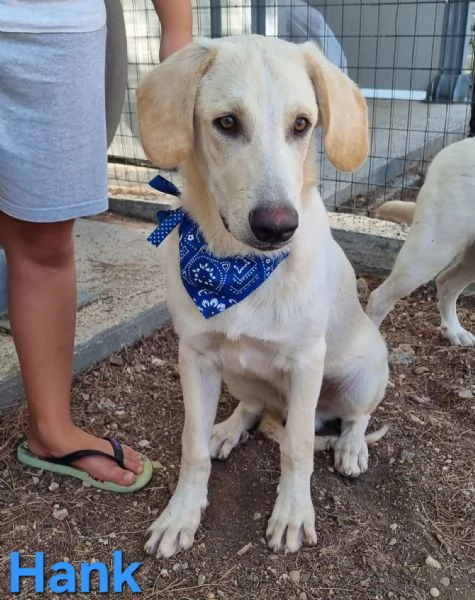 Hank  cucciolone simil labrador cerca casa | Foto 2