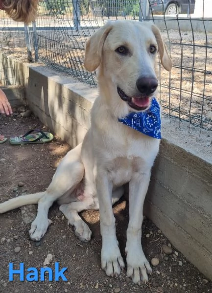 Hank  cucciolone simil labrador cerca casa | Foto 1