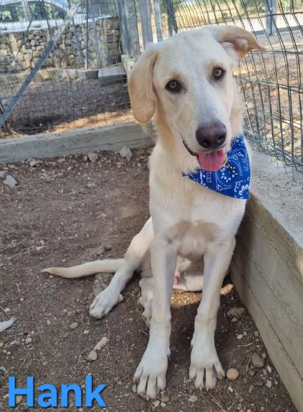 Hank  cucciolone simil labrador cerca casa | Foto 0