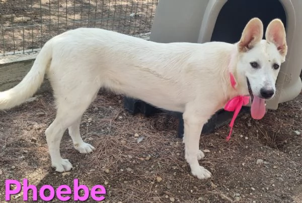 Phoebe  simil pastore svizzero affettuosa e solare | Foto 4