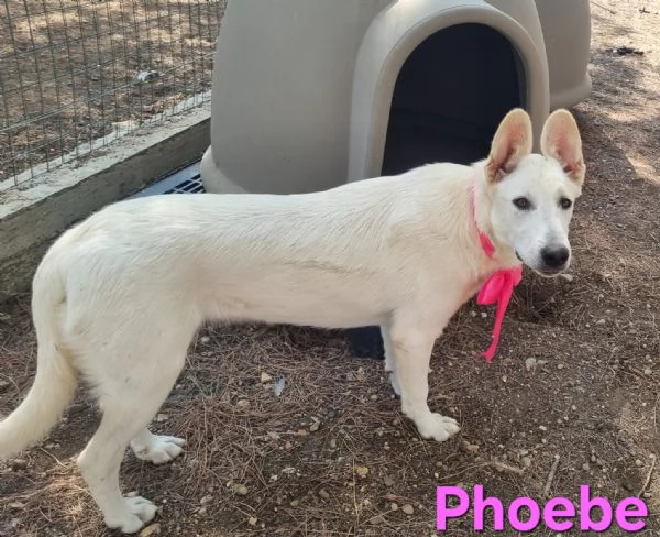 Phoebe  simil pastore svizzero affettuosa e solare | Foto 3