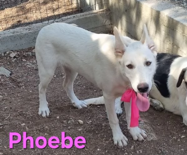 Phoebe  simil pastore svizzero affettuosa e solare | Foto 1