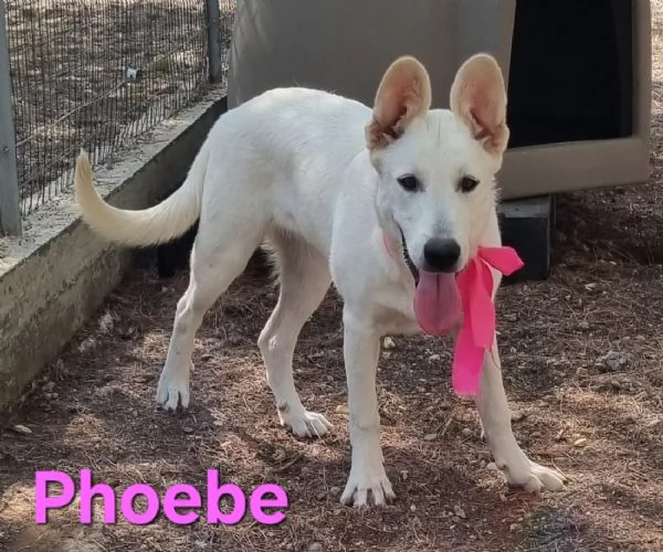 Phoebe  simil pastore svizzero affettuosa e solare