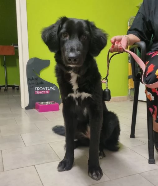 Simona  bellissima cucciola adatta a bambini e gatti | Foto 2