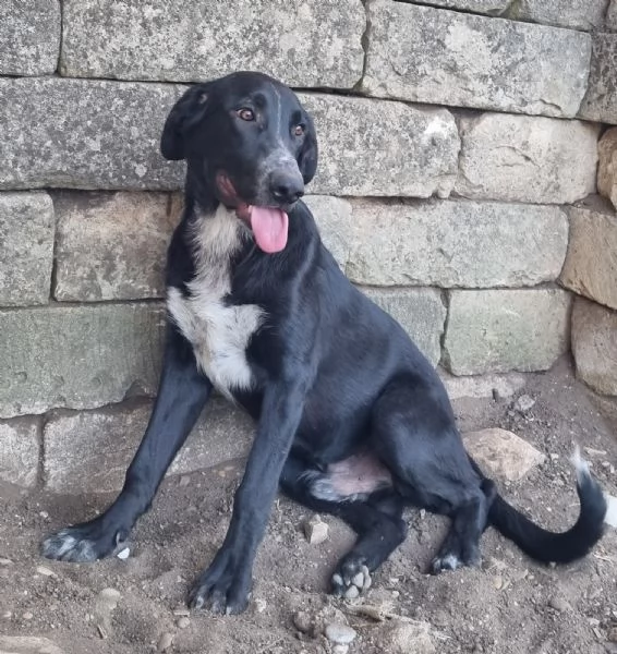 Bartolomeo  cucciolone dolcissimo | Foto 4