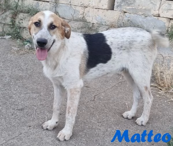 Matteo  gioioso e amorevole | Foto 3