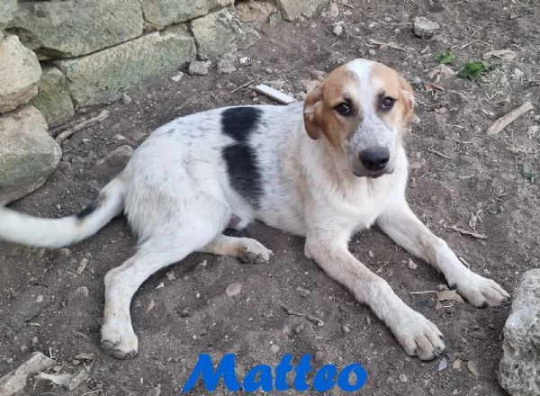 Matteo  gioioso e amorevole | Foto 1