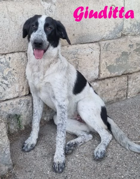 Giuditta  cucciolona troppo dolce per il canile | Foto 3