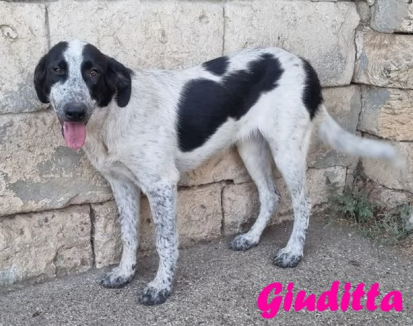 Giuditta  cucciolona troppo dolce per il canile | Foto 2