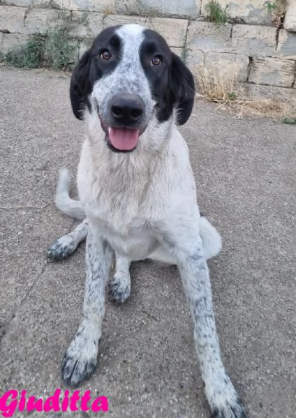 Giuditta  cucciolona troppo dolce per il canile | Foto 1