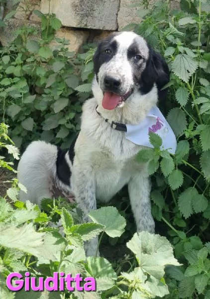 Giuditta  cucciolona troppo dolce per il canile