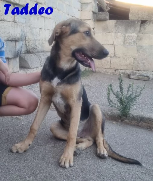Taddeo  non lasciartelo sfuggire | Foto 1