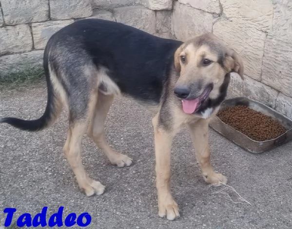 Taddeo  non lasciartelo sfuggire | Foto 0