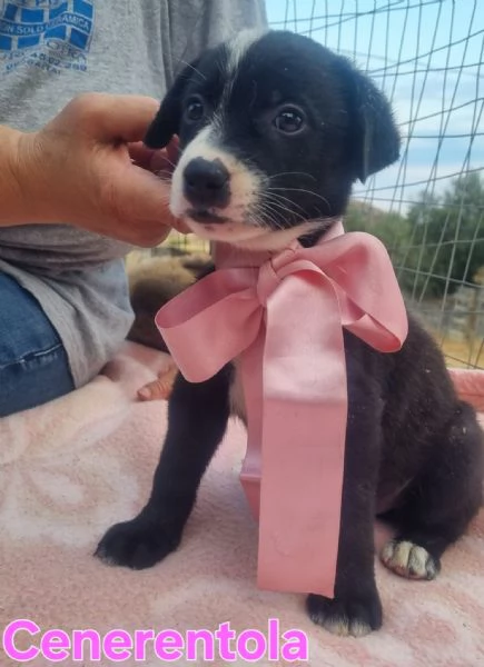 Cenerentola  cucciolina in cerca del suo principe azzurro | Foto 6