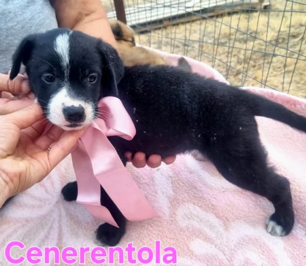 Cenerentola  cucciolina in cerca del suo principe azzurro | Foto 5