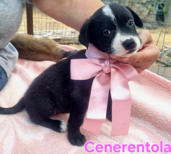 Cenerentola  cucciolina in cerca del suo principe azzurro
