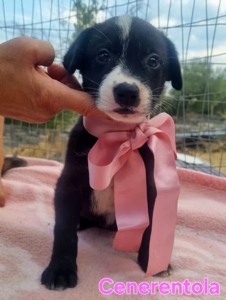Cenerentola  cucciolina in cerca del suo principe azzurro | Foto 4