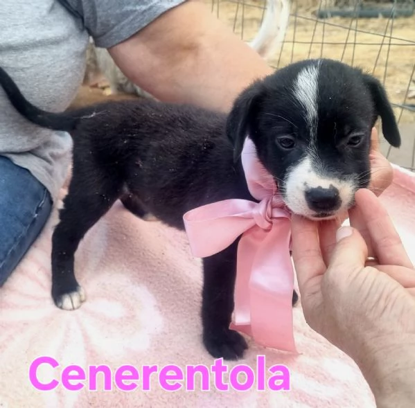 Cenerentola  cucciolina in cerca del suo principe azzurro | Foto 3