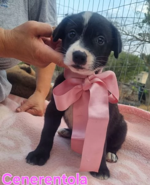 Cenerentola  cucciolina in cerca del suo principe azzurro | Foto 2