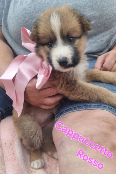 Cappuccetto Rosso  cucciolina cerca nonna o casa | Foto 1