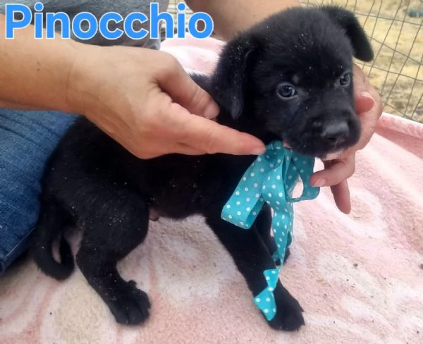 Pinocchio   diventato un bambino vero | Foto 0