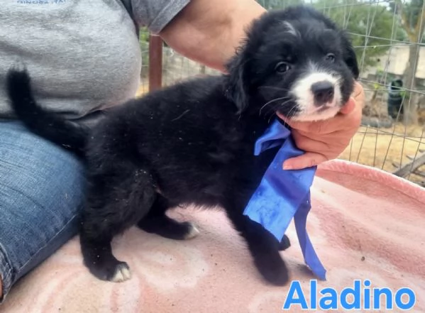 Aladino  accarezzalo ed esprimi un desiderio | Foto 4
