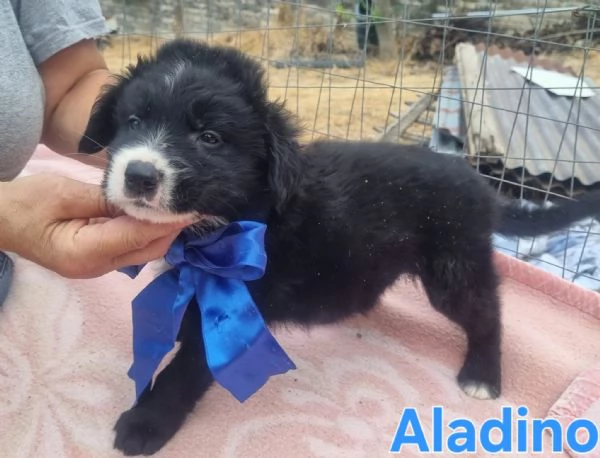 Aladino  accarezzalo ed esprimi un desiderio | Foto 3
