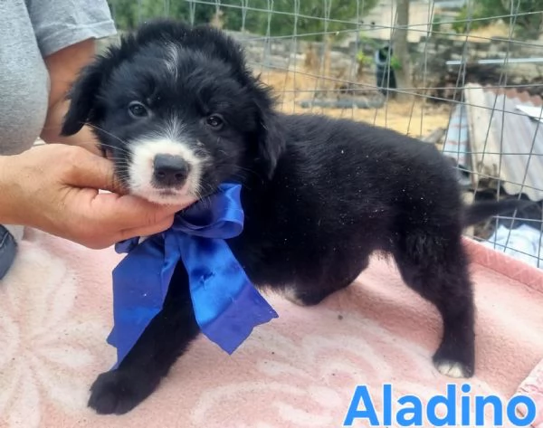 Aladino  accarezzalo ed esprimi un desiderio | Foto 2