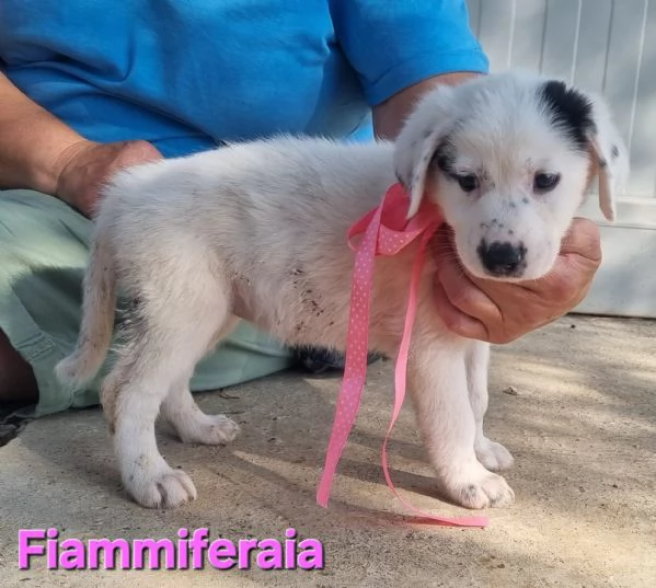 Fiammiferaia  piccola e dolce | Foto 6