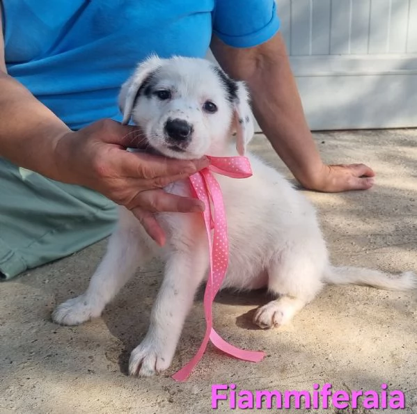 Fiammiferaia  piccola e dolce | Foto 4