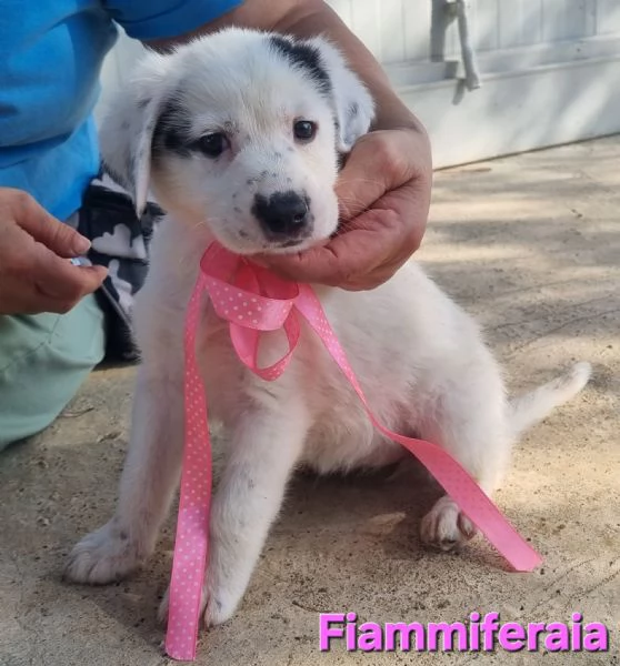 Fiammiferaia  piccola e dolce | Foto 0