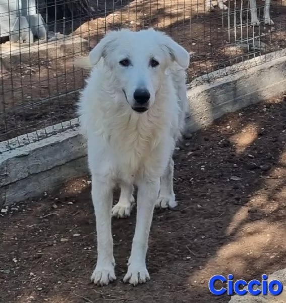 Ciccio | Foto 6