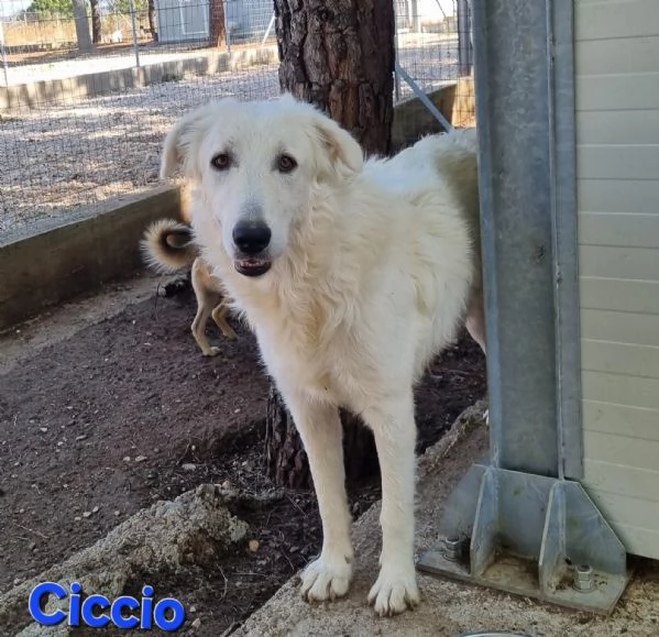 Ciccio | Foto 5