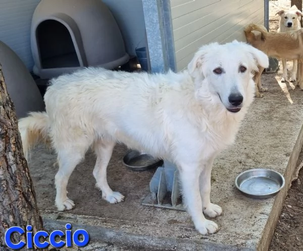 Ciccio | Foto 4