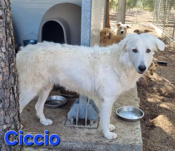 Ciccio | Foto 2