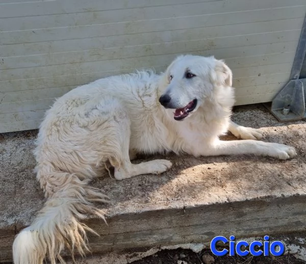 Ciccio | Foto 1
