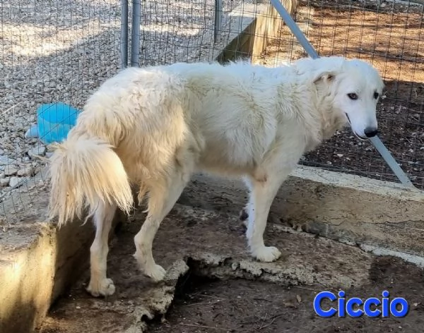 Ciccio | Foto 0