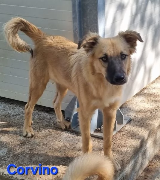 Corvino | Foto 6