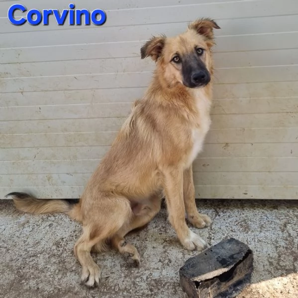 Corvino | Foto 5
