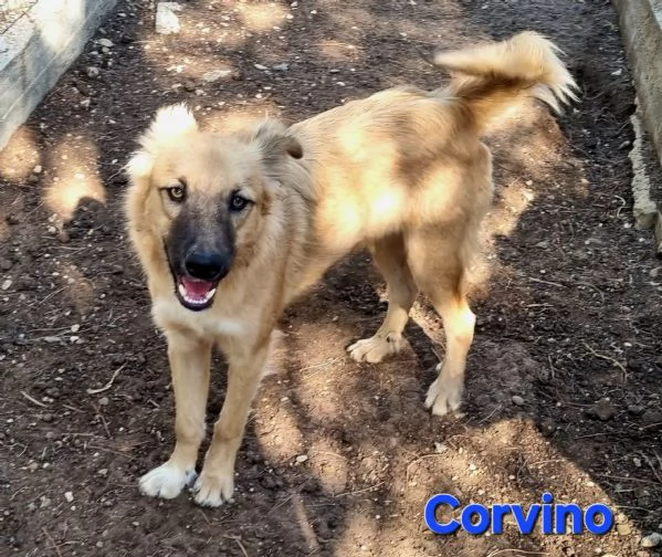 Corvino | Foto 3