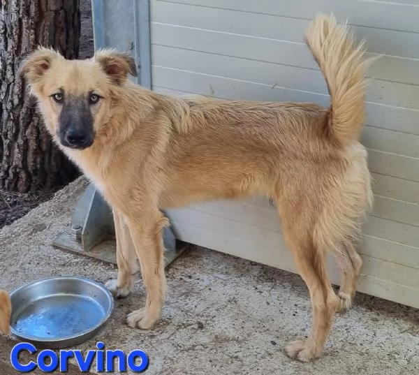 Corvino | Foto 2
