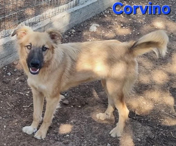 Corvino