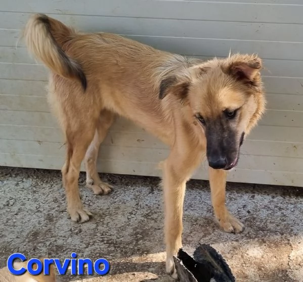 Corvino | Foto 0